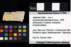 Foto (Objket + Etiketten) von Mesogalathea striata (Remeš, 1895) 